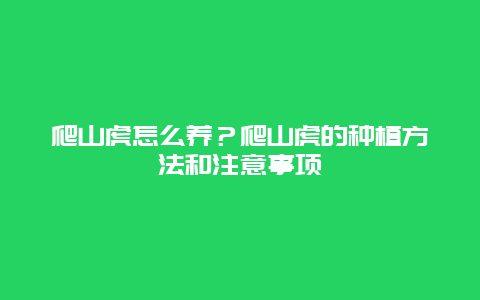 爬山虎怎么养？爬山虎的种植方法和注意事项