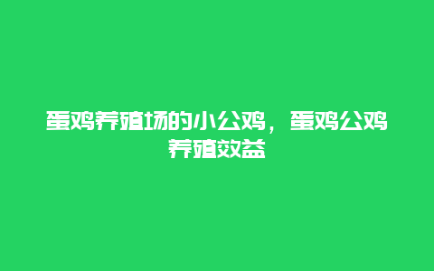 蛋鸡养殖场的小公鸡，蛋鸡公鸡养殖效益