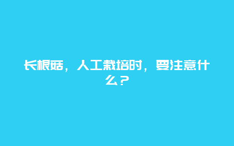 长根菇，人工栽培时，要注意什么？