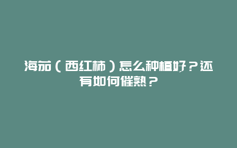 海茄（西红柿）怎么种植好？还有如何催熟？