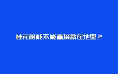 桂花树能不能直接栽在地里？