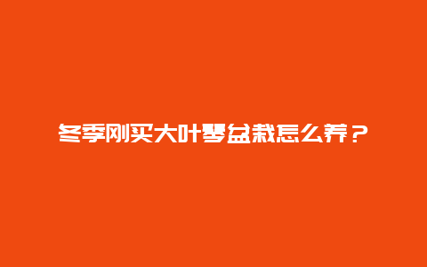 冬季刚买大叶琴盆栽怎么养？