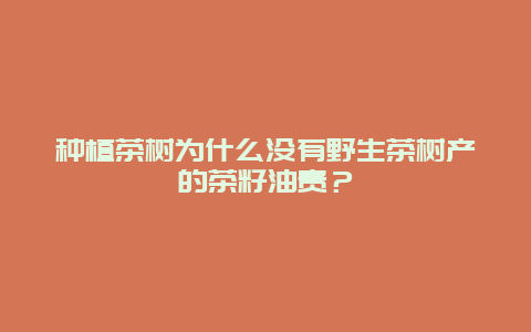 种植茶树为什么没有野生茶树产的茶籽油贵？