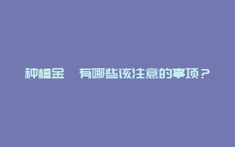 种植金桔有哪些该注意的事项？