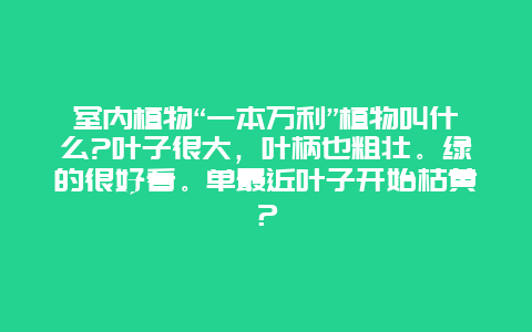 室内植物“一本万利”植物叫什么?叶子很大，叶柄也粗壮。绿的很好看。单最近叶子开始枯黄？