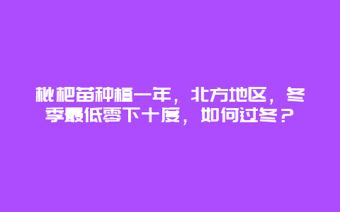 枇杷苗种植一年，北方地区，冬季最低零下十度，如何过冬？