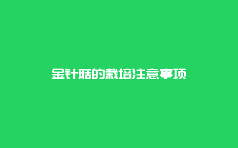 金针菇的栽培注意事项