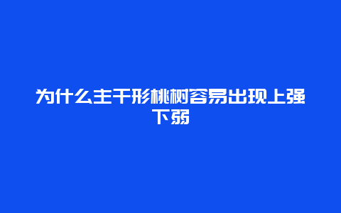 为什么主干形桃树容易出现上强下弱