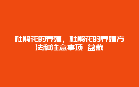 杜鹃花的养殖，杜鹃花的养殖方法和注意事项 盆栽