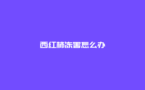 西红柿冻害怎么办