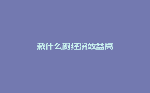 栽什么树经济效益高