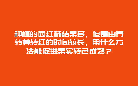 种植的西红柿结果多，但是由青转黄转红的时间较长，用什么方法能促进果实转色成熟？