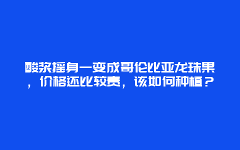 酸浆摇身一变成哥伦比亚龙珠果，价格还比较贵，该如何种植？