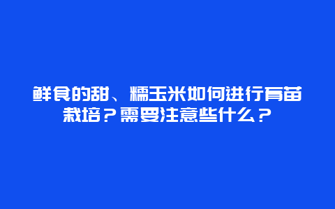 鲜食的甜、糯玉米如何进行育苗栽培？需要注意些什么？