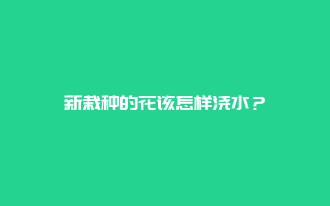 新栽种的花该怎样浇水？