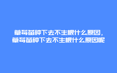 草莓苗种下去不生根什么原因，草莓苗种下去不生根什么原因呢