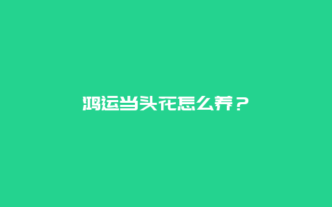 鸿运当头花怎么养？