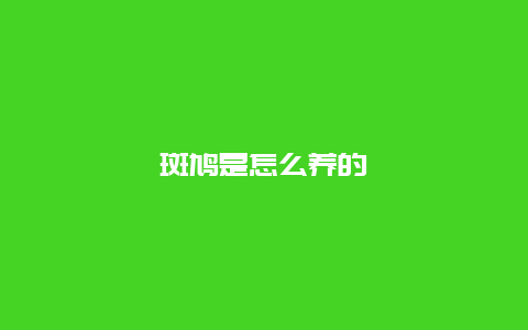 斑鸠是怎么养的