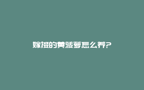 嫁接的黄菠萝怎么养?