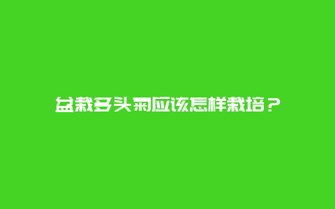 盆栽多头菊应该怎样栽培？