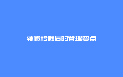 辣椒移栽后的管理要点