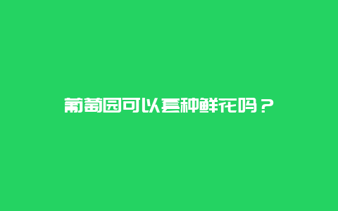 葡萄园可以套种鲜花吗？