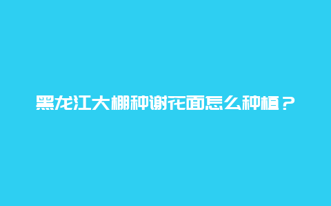 黑龙江大棚种谢花面怎么种植？