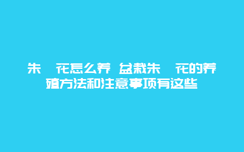 朱槿花怎么养 盆栽朱槿花的养殖方法和注意事项有这些