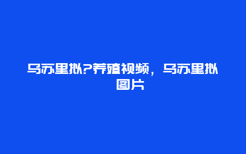 乌苏里拟?养殖视频，乌苏里拟鲿图片