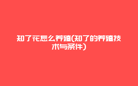 知了花怎么养殖(知了的养殖技术与条件)