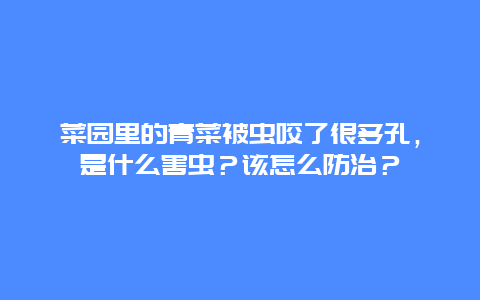 菜园里的青菜被虫咬了很多孔，是什么害虫？该怎么防治？