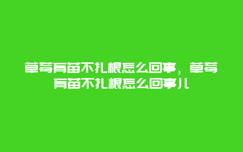 草莓育苗不扎根怎么回事，草莓育苗不扎根怎么回事儿