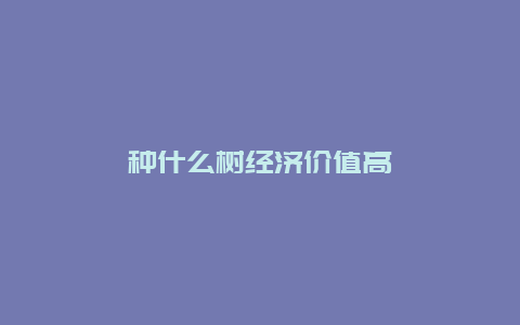 种什么树经济价值高