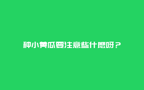 种小黄瓜要注意些什麽呀？