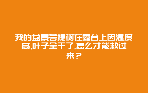 我的盆景菩提树在露台上因温度高,叶子全干了,怎么才能救过来？