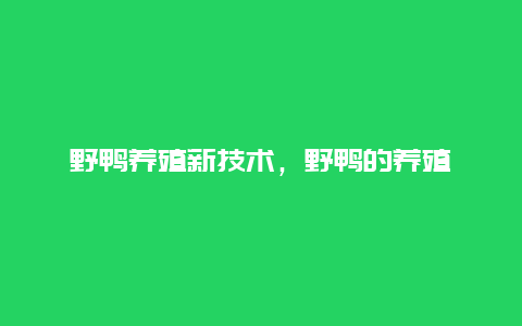 野鸭养殖新技术，野鸭的养殖