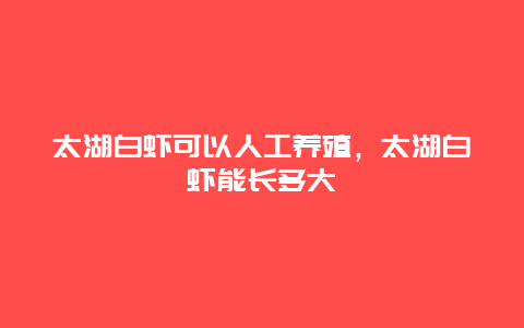 太湖白虾可以人工养殖，太湖白虾能长多大