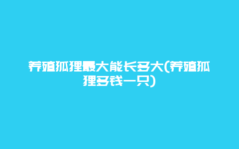 养殖狐狸最大能长多大(养殖狐狸多钱一只)