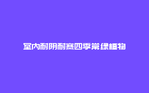 室内耐阴耐赛四季常绿植物