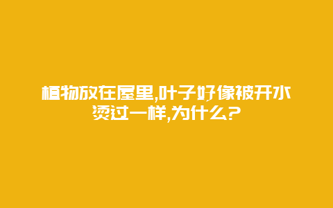 植物放在屋里,叶子好像被开水烫过一样,为什么?