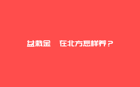 盆栽金桔在北方怎样养？