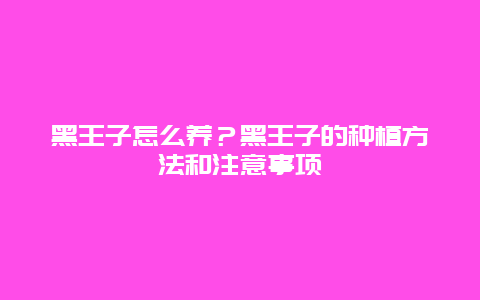 黑王子怎么养？黑王子的种植方法和注意事项