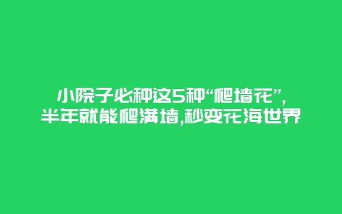 小院子必种这5种“爬墙花”,半年就能爬满墙,秒变花海世界