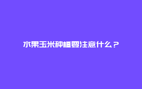 水果玉米种植要注意什么？