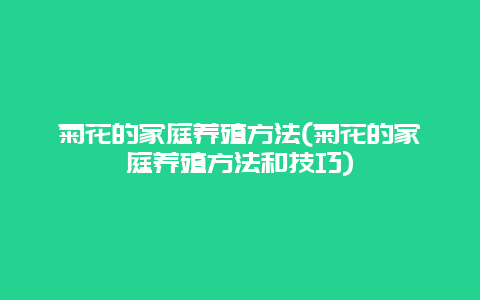 菊花的家庭养殖方法(菊花的家庭养殖方法和技巧)