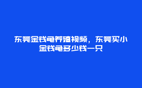 东莞金钱龟养殖视频，东莞买小金钱龟多少钱一只