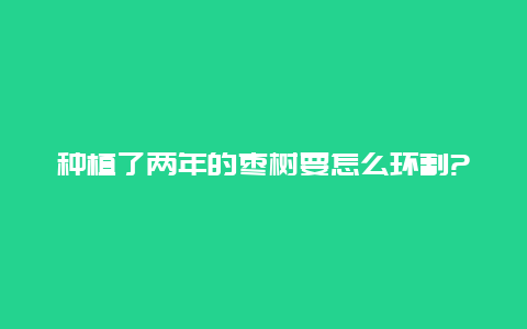 种植了两年的枣树要怎么环割?