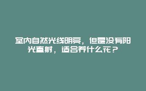 室内自然光线明亮，但是没有阳光直射，适合养什么花？