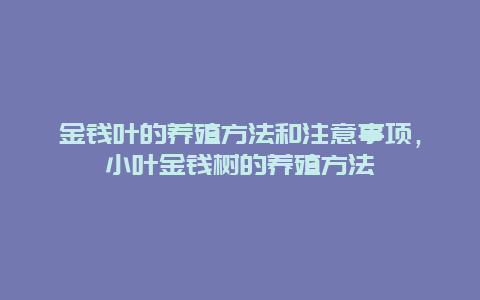 金钱叶的养殖方法和注意事项，小叶金钱树的养殖方法