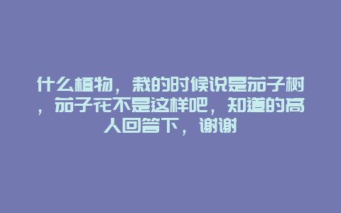 什么植物，栽的时候说是茄子树，茄子花不是这样吧，知道的高人回答下，谢谢